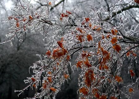 Красивые картинки начало ноября
