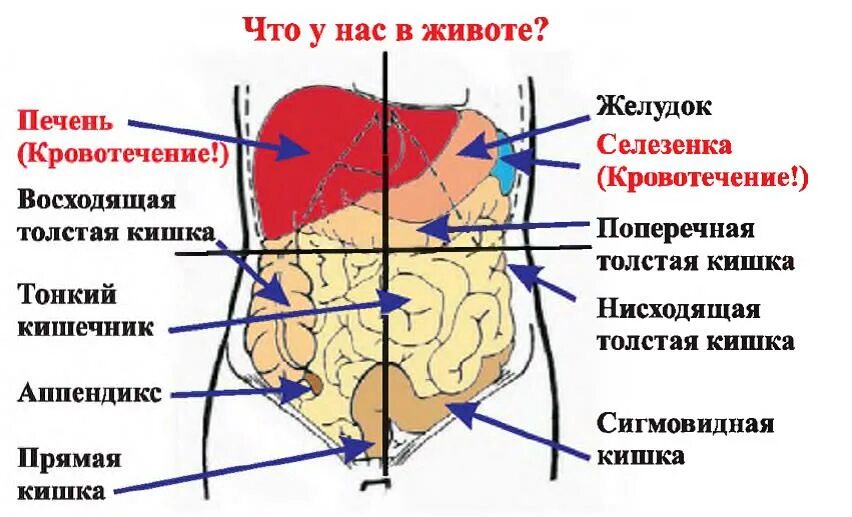 9 областей живота. Области проекции на переднюю брюшную стенку желудка. Проекция органов брюшной полости. Отделы брюшной полости анатомия. Проекция органов на переднюю брюшную стенку.