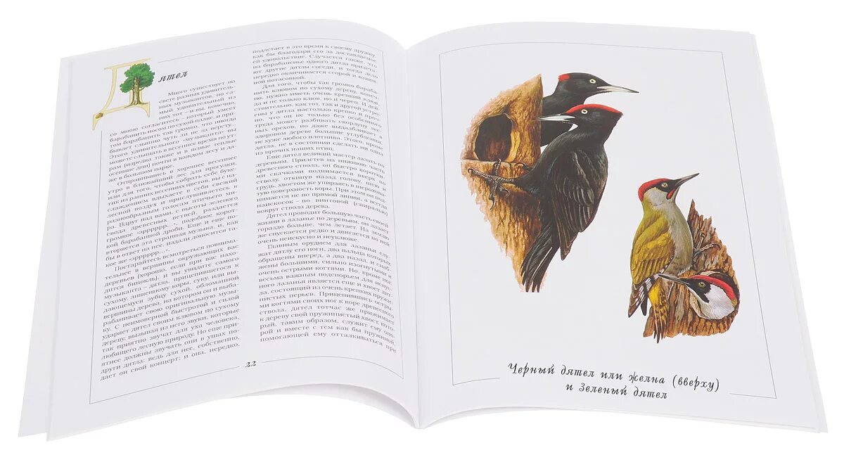Содержание птиц книги. Книги о птицах Художественные. Птицы из книги. Книжки про птиц. Познавательные книги о птицы.