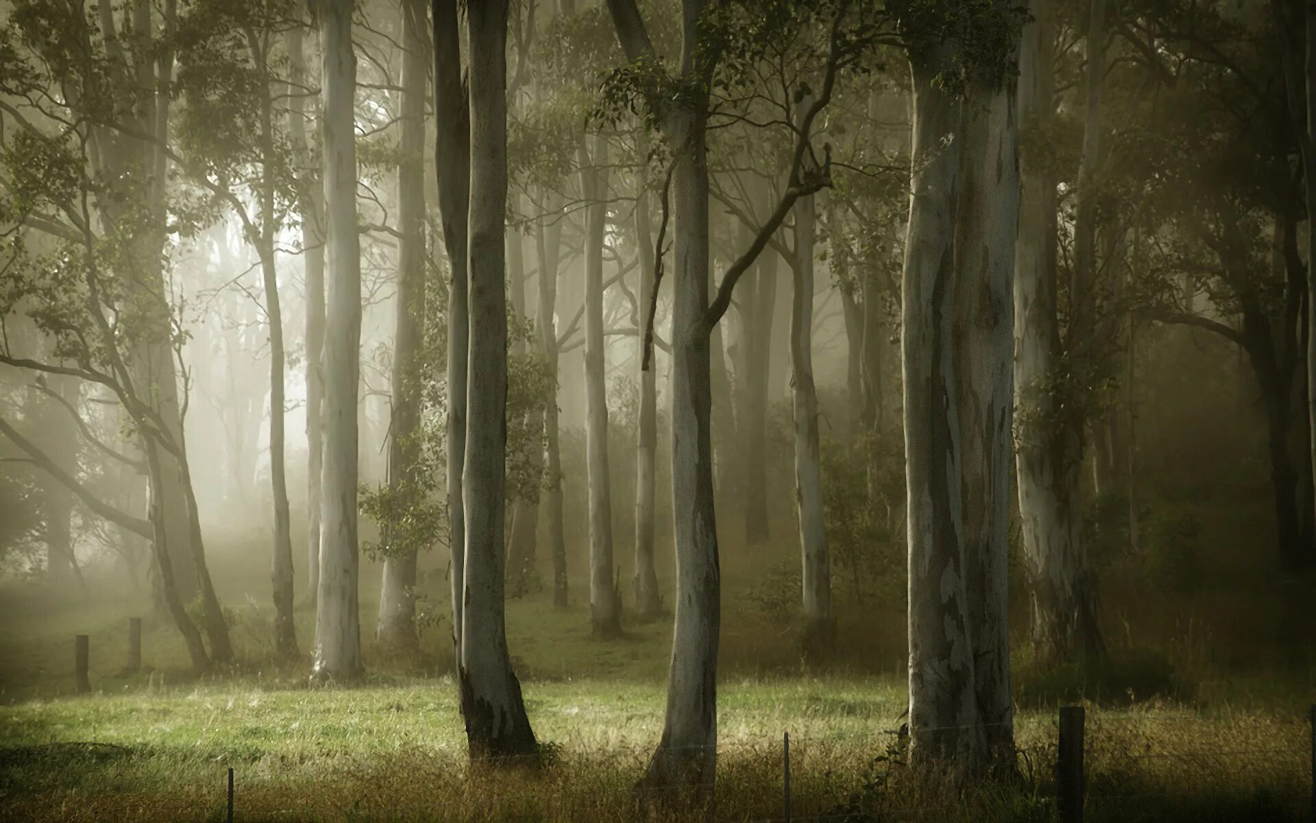 Лес туман лето. Темный лес. Мрачные леса. Мистический лес. Фон леса.