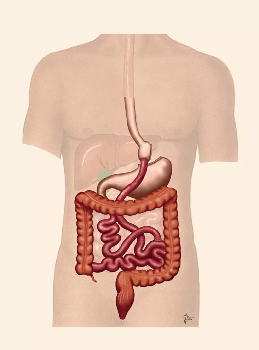 ЖКТ человека. Желудочно-кишечный тракт человека. Желудок кишечный тракт. Операция желудка кишечника
