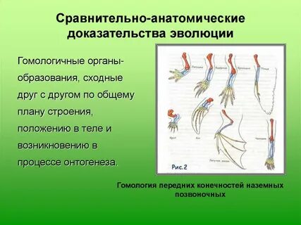 Доказательства эволюции позвоночных животных