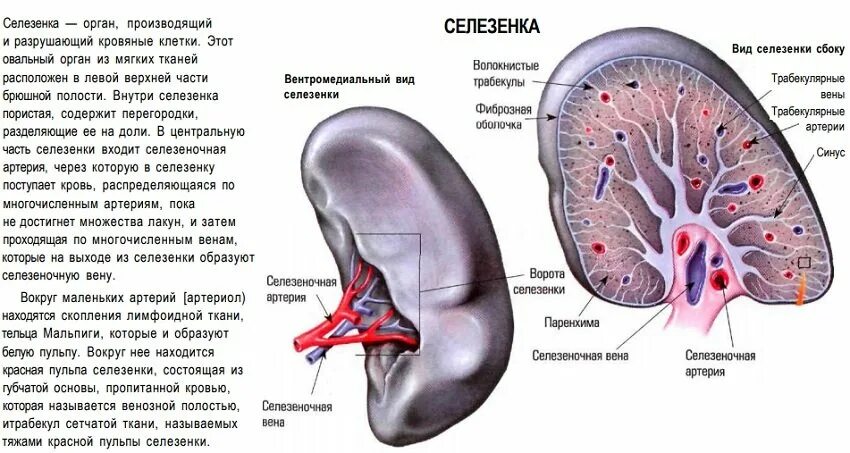 Вещество селезенки. Строение селезенки анатомия. Внутреннее строение селезенки и ее функции. Анатомия селезенки человека атлас. Строение селезенки Гайворонский.