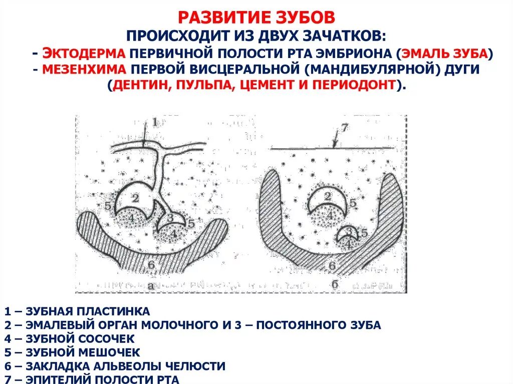 Стадии развития зубов в эмбриогенезе. Зубная пластинка эмбриогенез. Развитие зуба стадия зубной пластинки. Периоды развития зубов гистология. Развитие зубов у человека