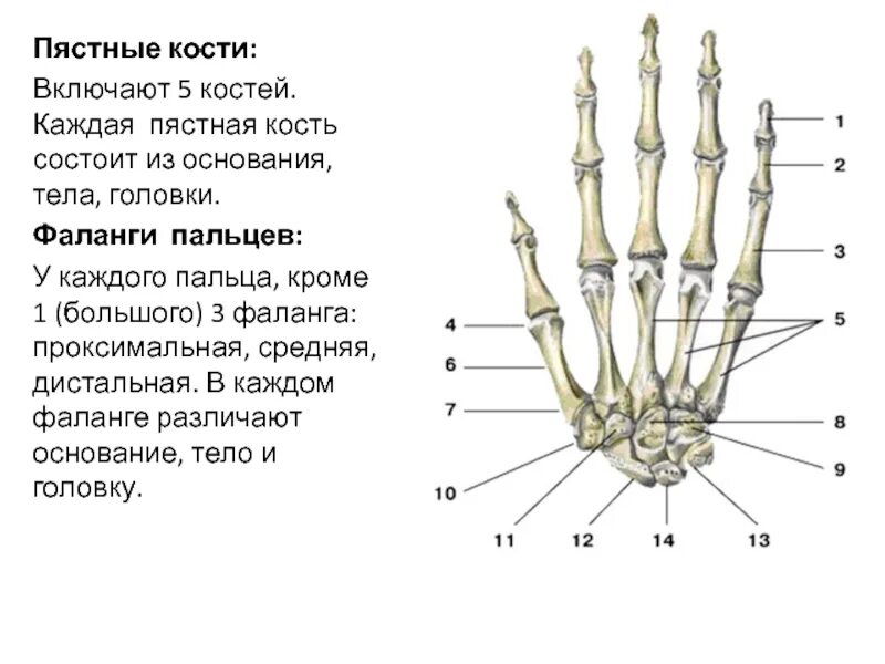 Почему болят фаланги пальцев. Строение пястной кости кисти. пястная кость кисти строение. строение пястных костей кисти. анатомия дистальной фаланги стопы.