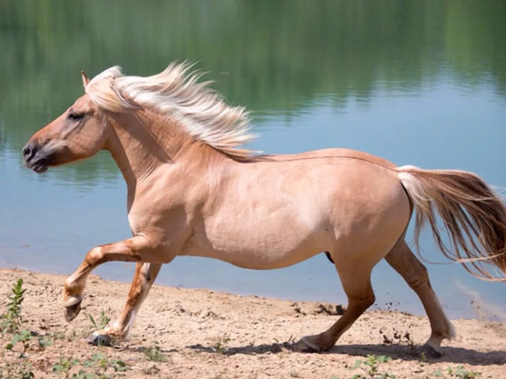 Буланая лошадь порода. Конь какой. Вороно чалая лошадь. Буланый лузитано мустанг. Конь какой.