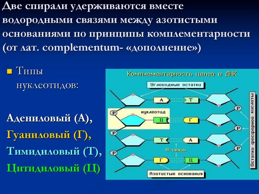 Водородные между азотистыми основаниями. Комплементарные нуклеотиды ДНК. Тип связи между двумя нуклеотидами ДНК. Типы нуклеотидов. Связи в РНК между нуклеотидами.