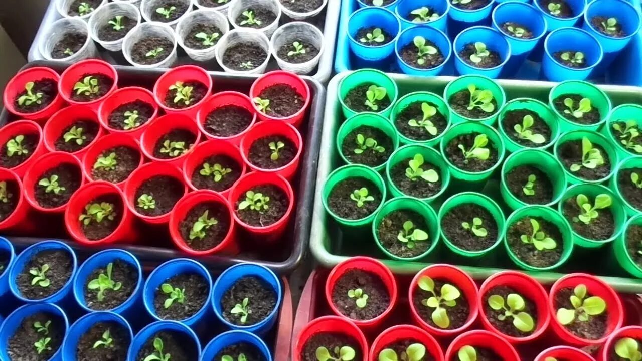 рассада овощей. пикирование цинии. рассада цинии. рассада перца всходы. посадка семян.