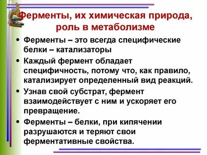 Какова роль ферментов в живых клетках