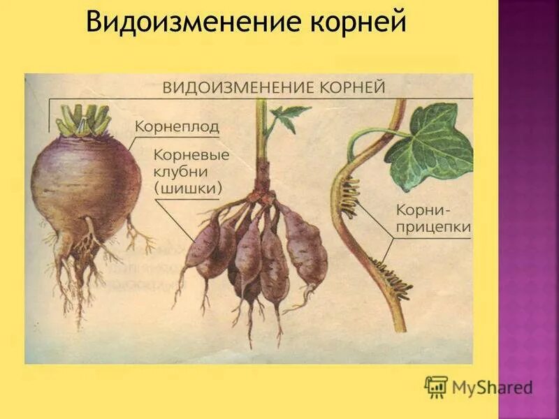 Что относится к корневым. Видоизмененные корни корневые клубни.