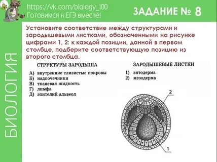 Печень из какого зародышевого