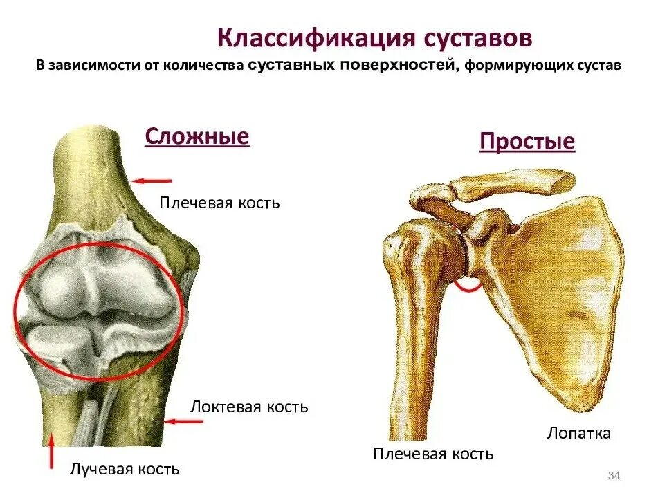 Положения суставов. Классификация суставов плечевой сустав. простые сложные комплексные и комбинированные суставы. плечевой сустав по числу суставных поверхностей. классификация суставов по количеству суставных поверхностей.