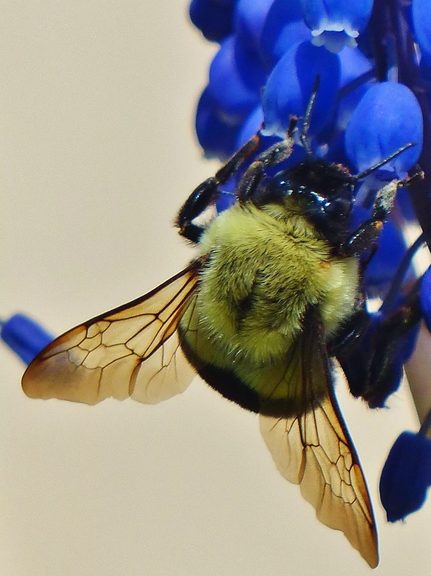 Bee fly. Полет пчелы. Зеленая пчела. Оса в полете у цветка. Как летают пчелы.