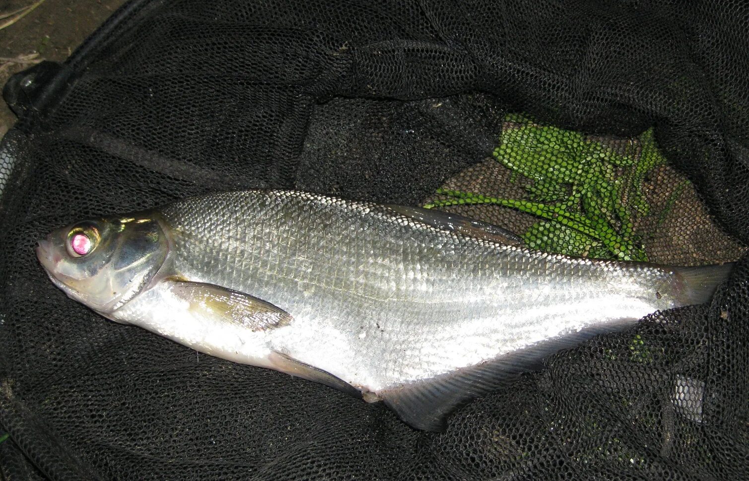 1000fish's Blog - Steve Wozniak's hunt for fish species A running account of wha