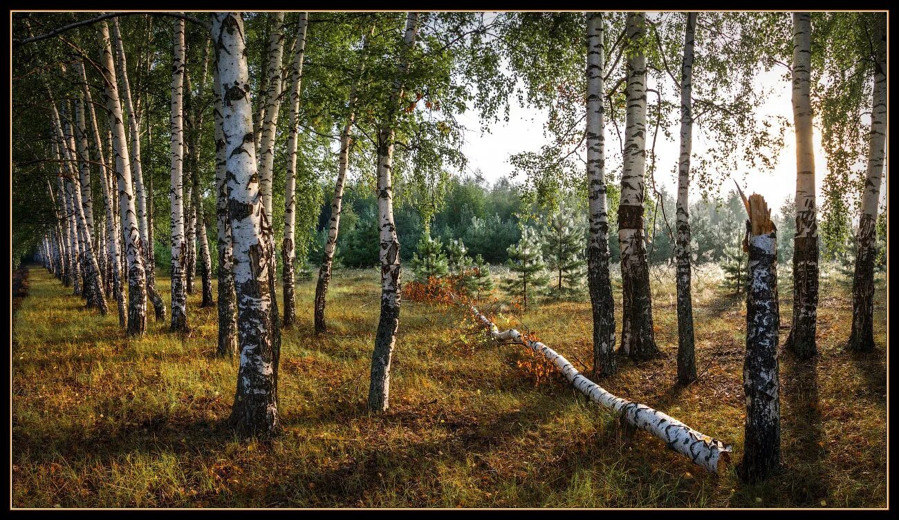 Березовый лес дирижер вычитка. Березовый лес курск. Березовые лес о. Сахалин. Березовый лес дирижер вычитка.