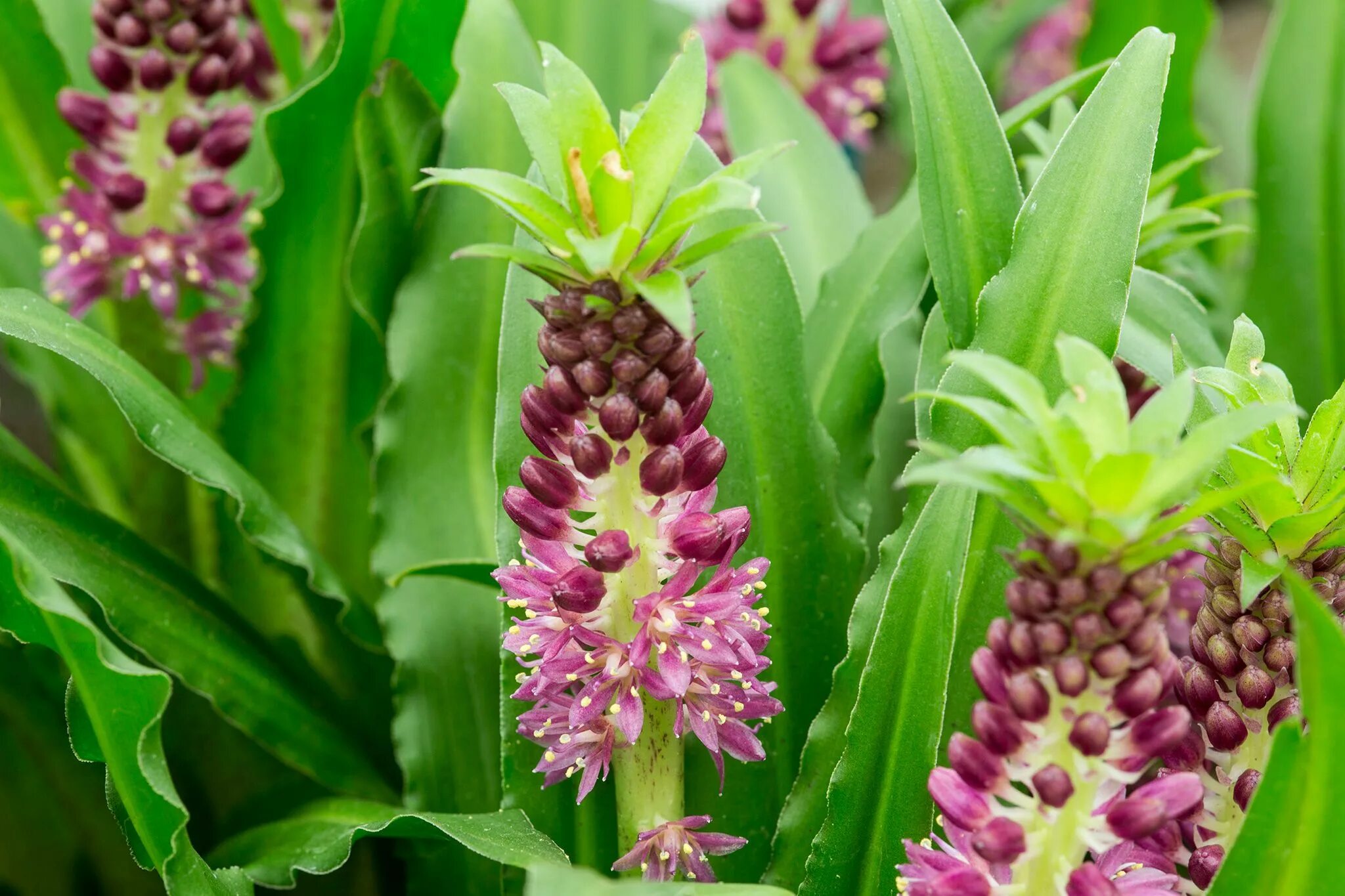 Эукомис биколор (eucomis bicolor). Ананасная лилия. Эукомис посадка. Эукомис биколор. Эукомис биколор.