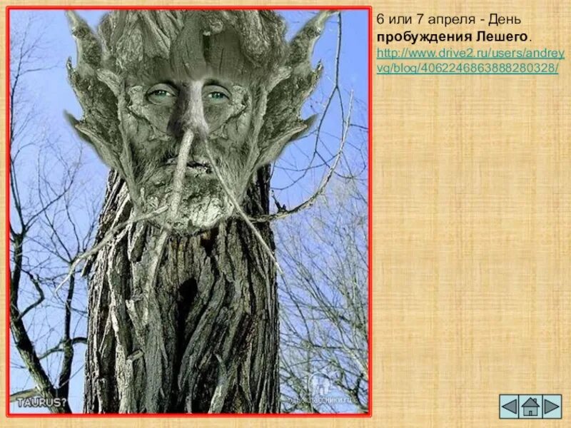 Белорусский леший. Лесная царевна кот баюн. За гранью передача на нтв сегодняшний выпуск леший. Леший презентация. Днд энты.