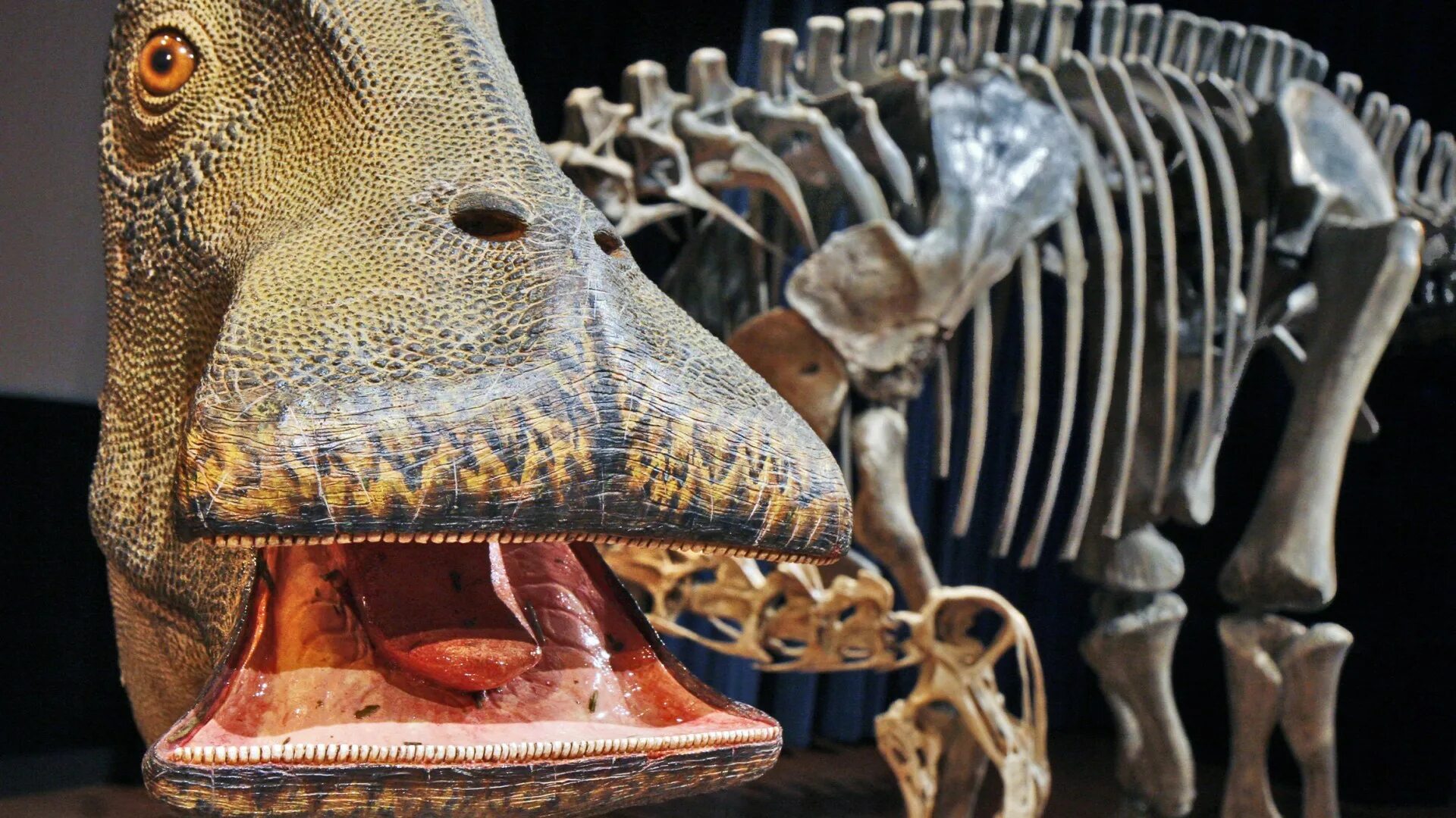 Зубы тираннозавра рекса. What dinosaur have 500 teeth. Четвероногие динозавры хищники. Динозавр с 500 зубами. Тиранорекс динозавр.