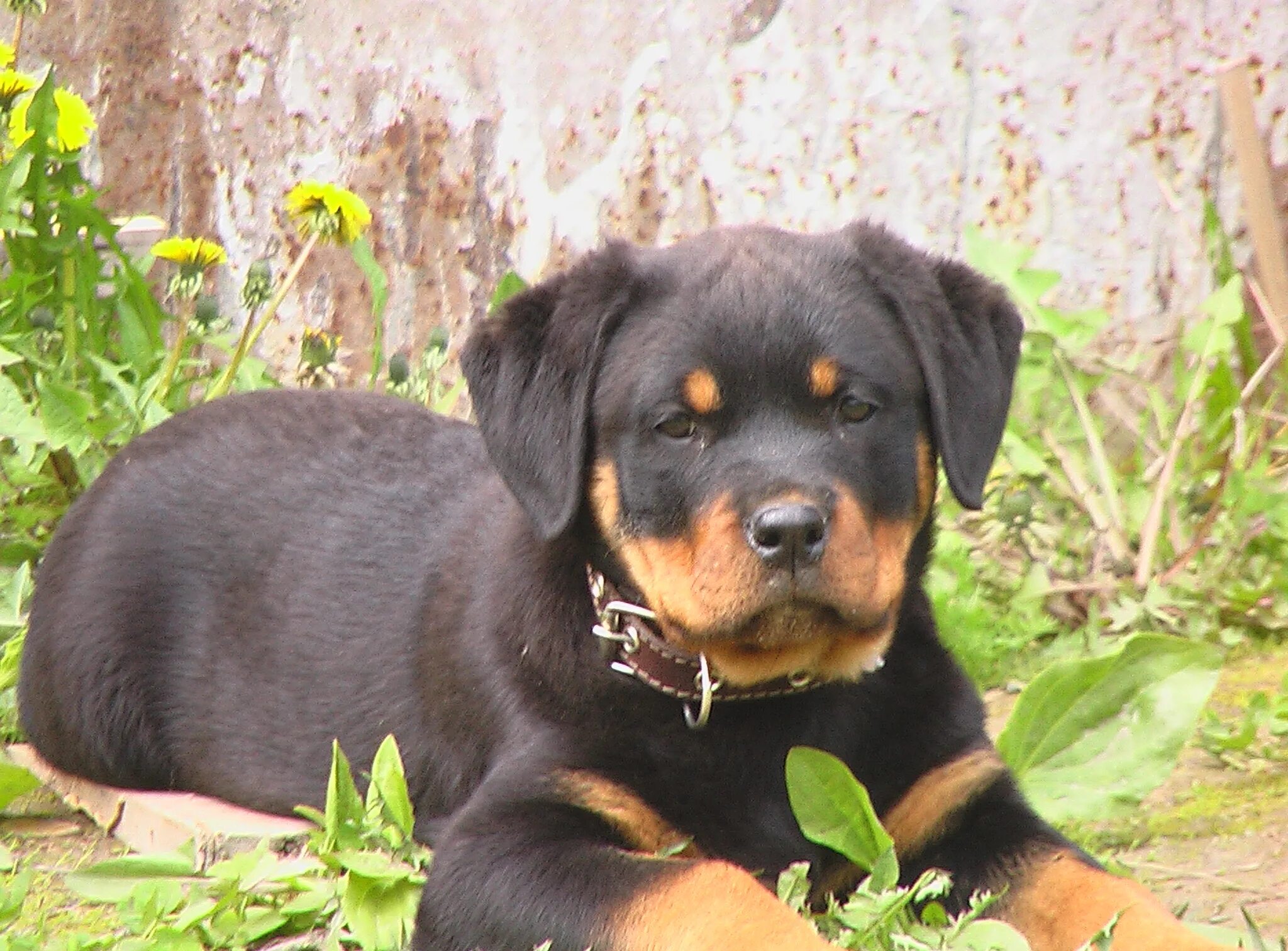 Ротвейлер щенок. Ротвейлер собака длинношерстная. Щенки ротвейлера москва. Карликовый ротвейлер. Рыжий ротвейлер кутёнок.