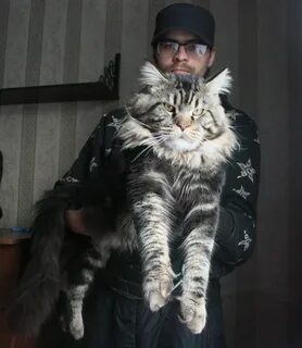 Мен куна