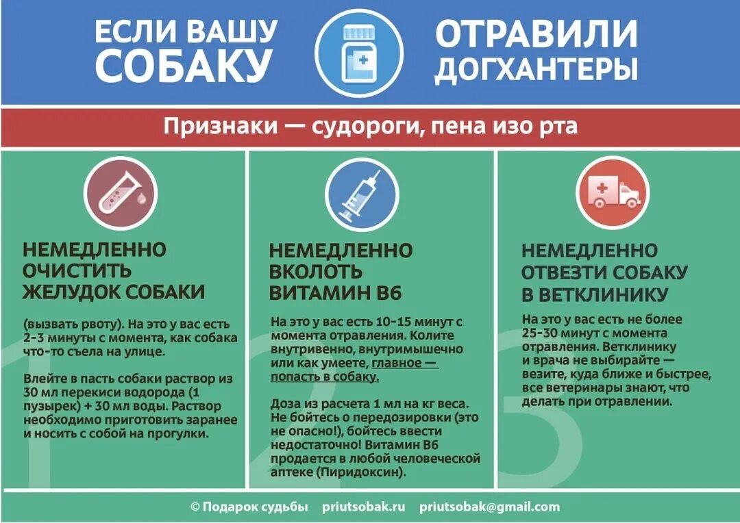Что дать собаке при отравлении. Что дать собаке при отравлении