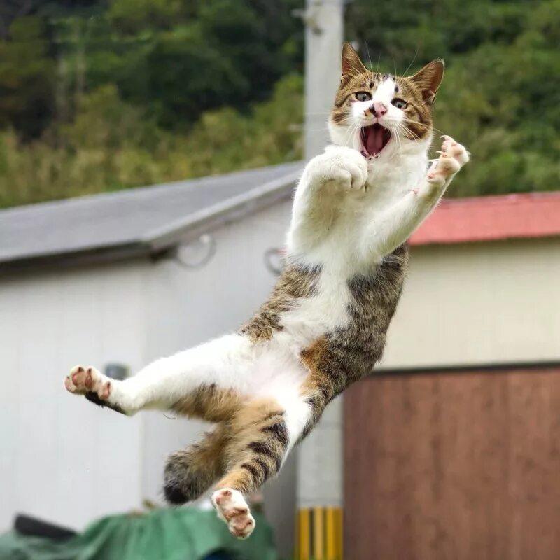 Кошка в прыжке. Кот падает. Смешной кот в прыжке.
