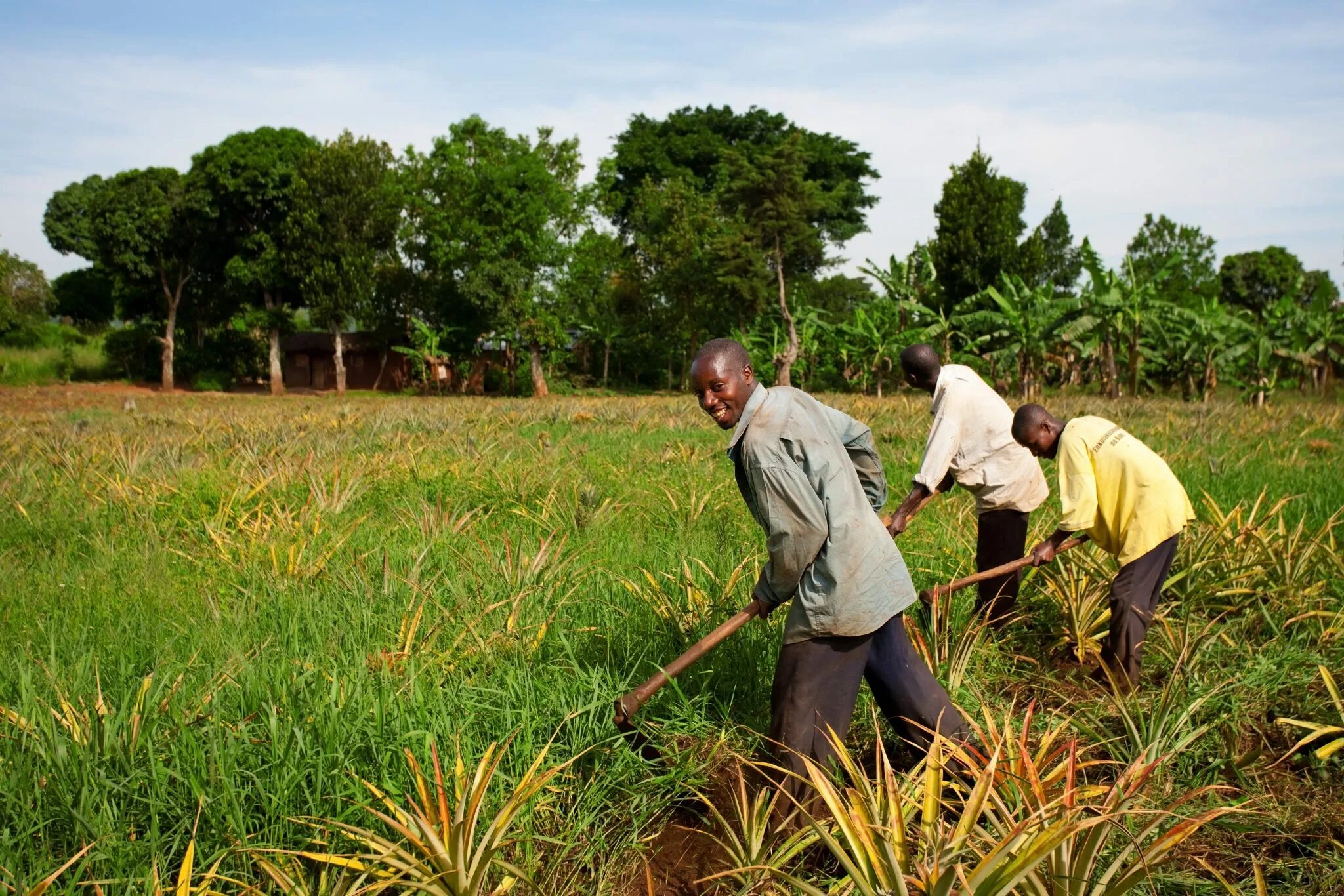 Сельский потребительский. Намибия сельское хозяйство. Сельское хозяйство Южной Африки. Земледелие в Африке. Тропическое земледелие Африки.