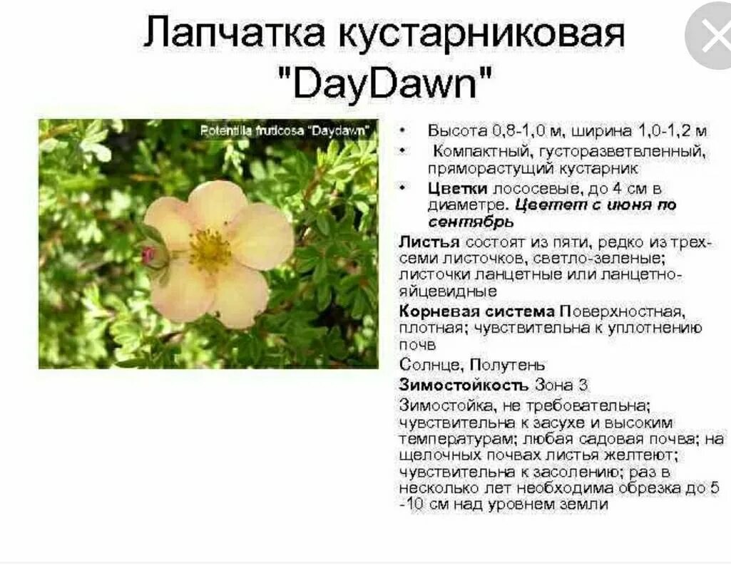Лапчатка описание сортов. Лапчатка daydawn. лапчатка кустарниковая дейдаун (с2). лапчатка кустарниковая персиковая.