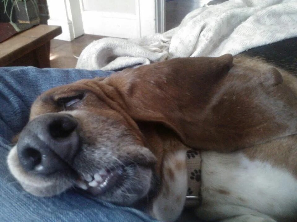 Look he is too tired to continue. Щенок спит. Уставшая собака. Смешные спящие животные. Спящий пес.