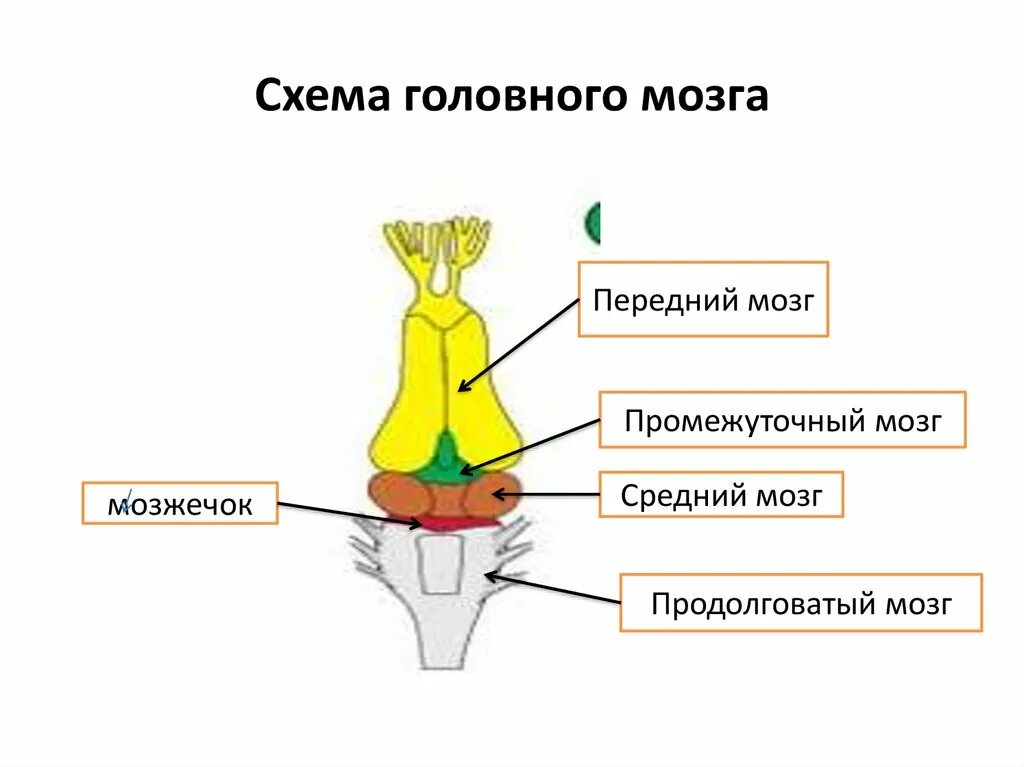 Отделы головного мозга лягушки. Схема головного мозга лягушки. продолговатый мозг у пресмыкающихся. продолговатый мозг у рептилий. продолговатый мозг у земноводных.