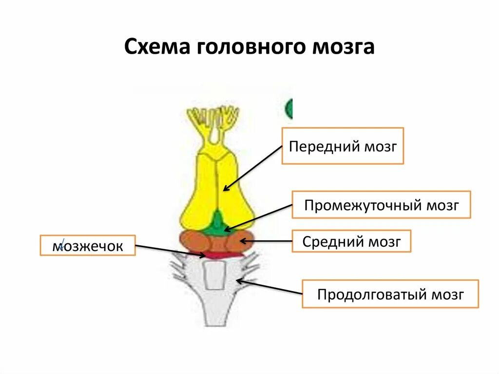 Продолговатый мозг у земноводных функции. Схема головного мозга лягушки. Продолговатый мозг у рептилий. Функция продолговатого мозга у ящерицы.