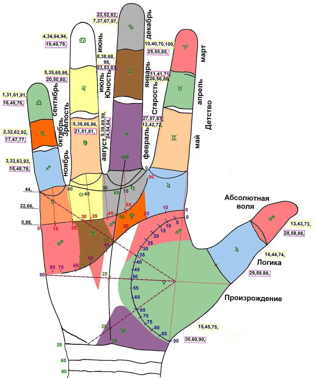 Пальцы на руке название на русском. Хиромантия линии на ладони. Схема ладони в хиромантии. Хиромантия линии сбоку ладони. Рука хиромантия схема.