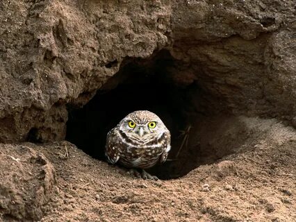 Burrow