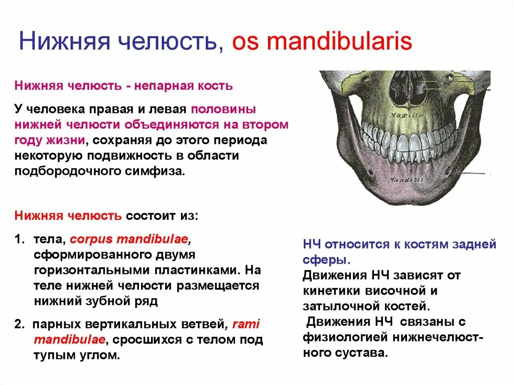 Нижняя челюсть кость черепа анатомия. Кости лицевого черепа нижняя челюсть. Нижняя челюсть черепа анатомия. Кости черепа нижняя челюсть анатомия. Нижняя челюсть с другими костями черепа