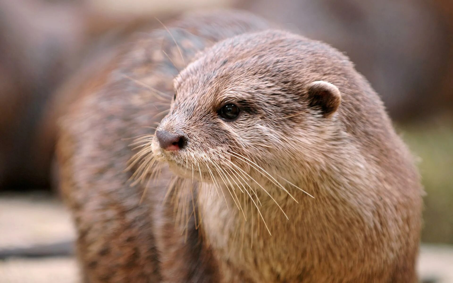 Выдра (Lutra Lutra). Речная выдра (Lutra Lutra). Выдра Lutra Lutra Linnaeus. Кавказская выдра (Lutra Lutra meridionalis).