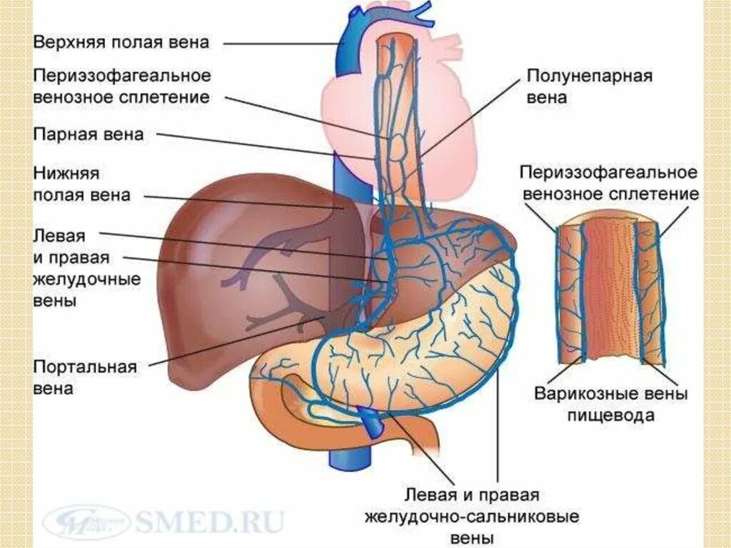 Правая желудочная вена. Венозный отток пищевода. Вены пищевода портальная гипертензия.