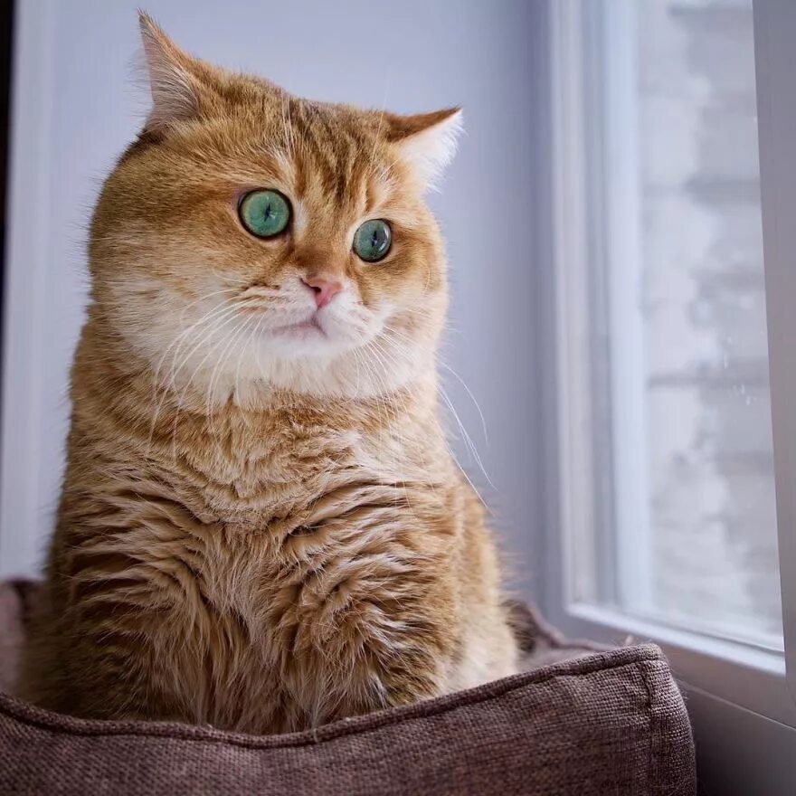 Шотландская хосико. Хосико кот порода. Шотландская хосико. Хосико кэт. Хосико кэт порода.