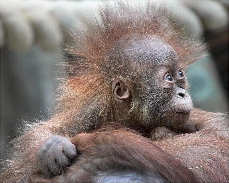 обезьянья прическа. капуцин альбинос. мартышка уакари. обезьяна. смешные обезьяны.