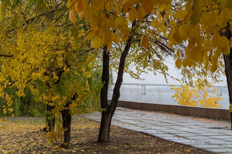 Фото: Золотая осень. Фотограф Dr. Olver. Природа. Фотосайт Расфокус.ру