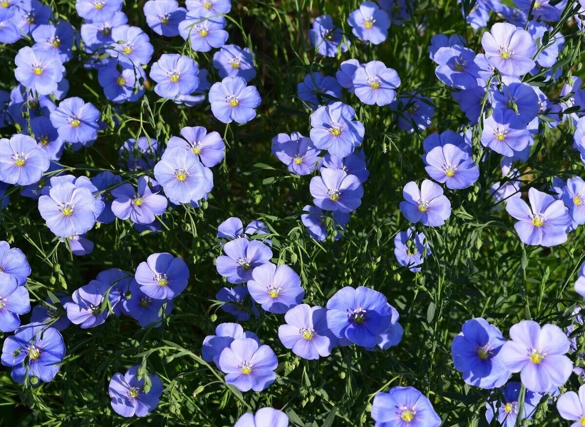 Лён крупноцветковый (Linum grandiflorum). Лен многолетний Блу. Лен многолетний Небесная лазурь. Лен многолетний Linum perénne. Ленка цветы