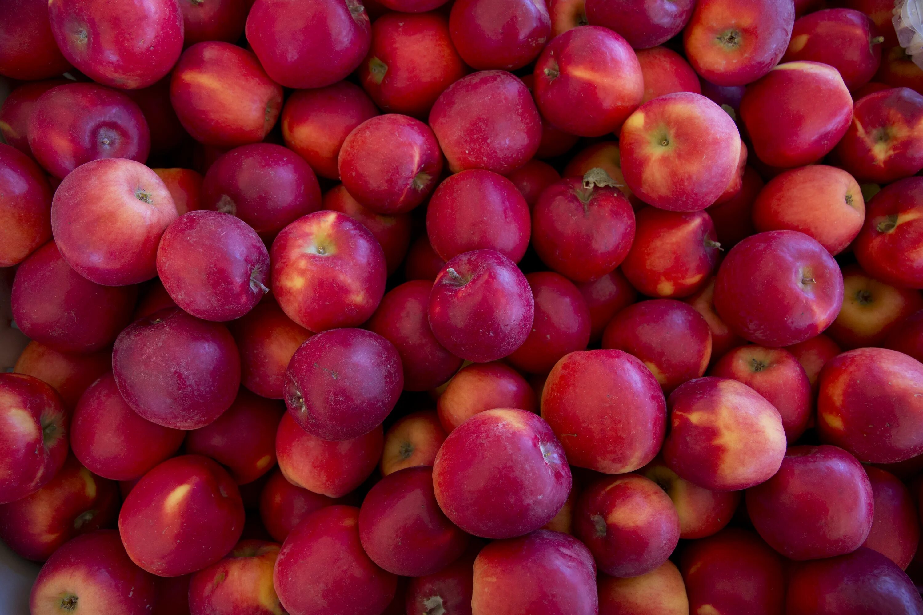 Яблоко 7 0 7 2. 7 Яблок. Picking Apples. Ohio Apple. Apple Picker.