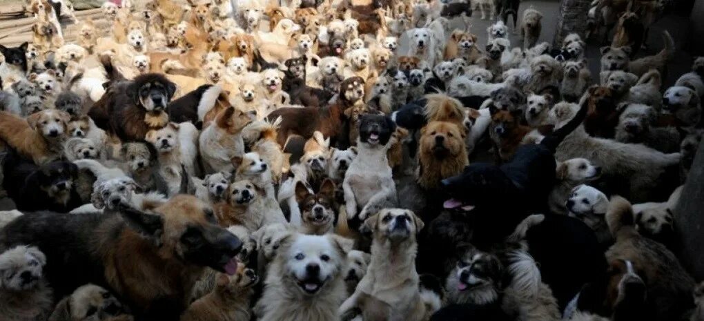 Толпа собак. Много щенков. Коллаж собаки разных пород. Много щенков. Толпа собак.