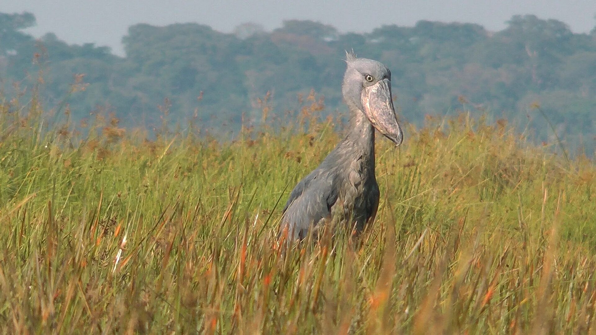 After a bird. Цапля китоглав. Китоглав Королевская цапля. Китоглав птенцы. Shoebill Stork птица.