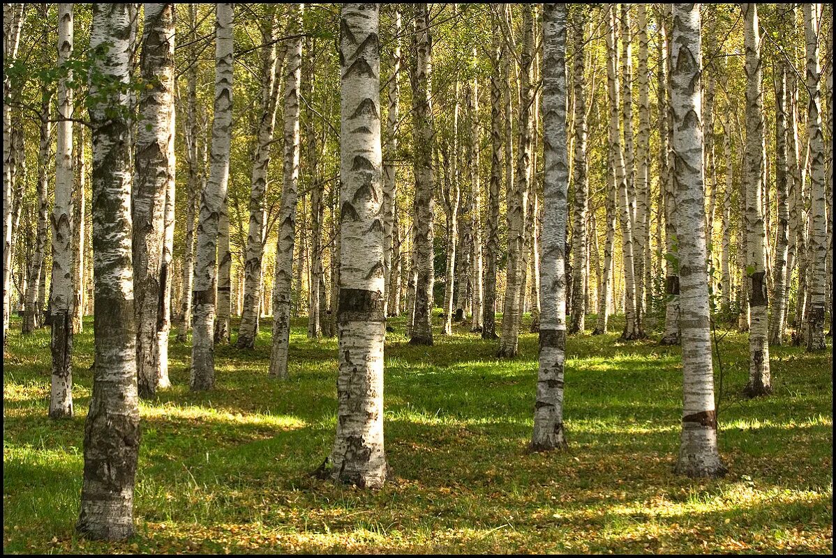 Типы березняков. Типы березняков. Мелколиственные леса россии. Тип леса березняк. Березняк, березовая роща.