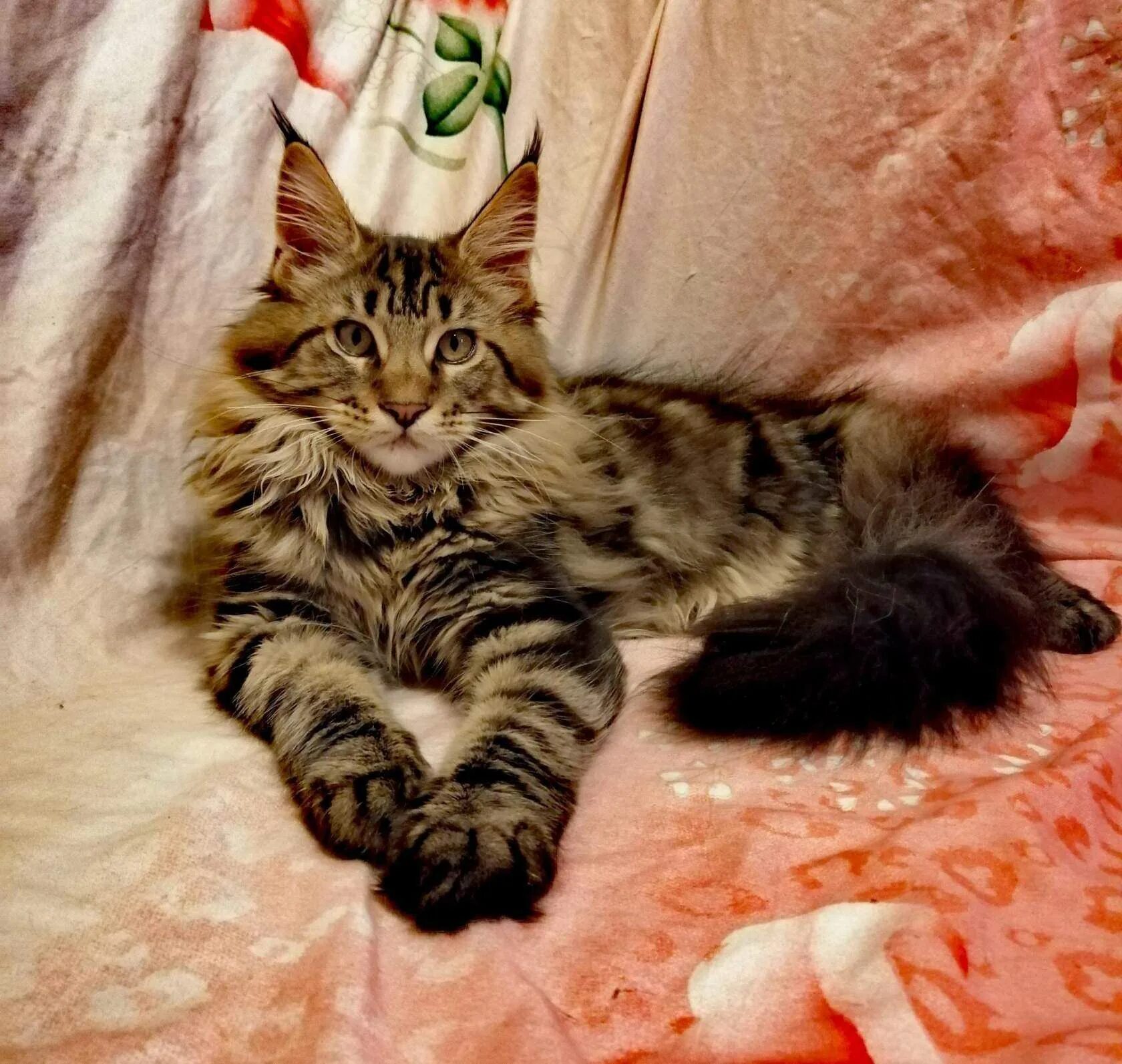 Мейн кун девочка котята. Мейн кун котенок 5-6 месяцев. мейн кун девочка. мейн кун 5 месяцев. кошка мейн кун 6 месяцев.