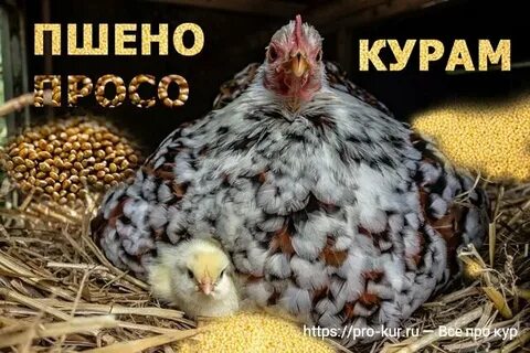 Курочка давай