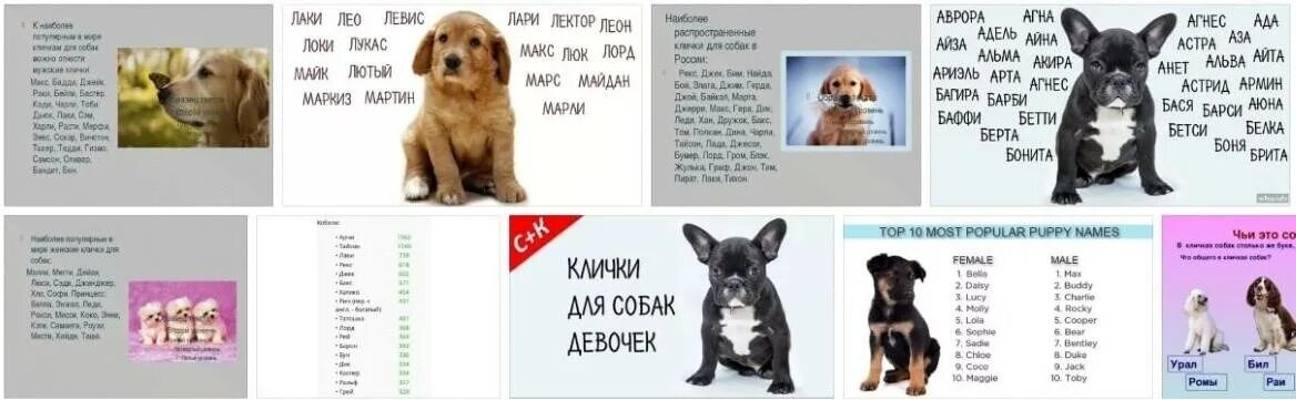 Как назвать девочку щенка имя. Имя для щенка мальчика. русские клички для собак мальчиков маленьких. имена для щенков мальчиков русские. имена для собак мальчиков маленьких пород русские.