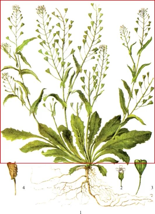 Пастушья сумка ботаническая иллюстрация. Пастушья сумка. Трава пастушьей сумки рисунок. Пастушья сумка трава. Пастушья сумка трава рисунок карандашом.