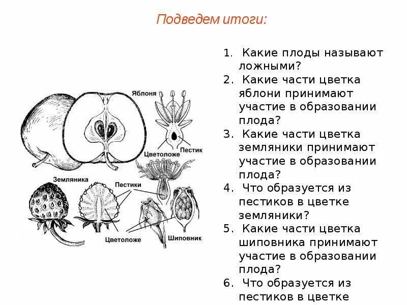 Внутреннее строение семени томата. Строение плода земляники. Строение плода клубники. Какие части цветка участвуют в образовании плода. Части цветка которые участвуют в образовании плода.