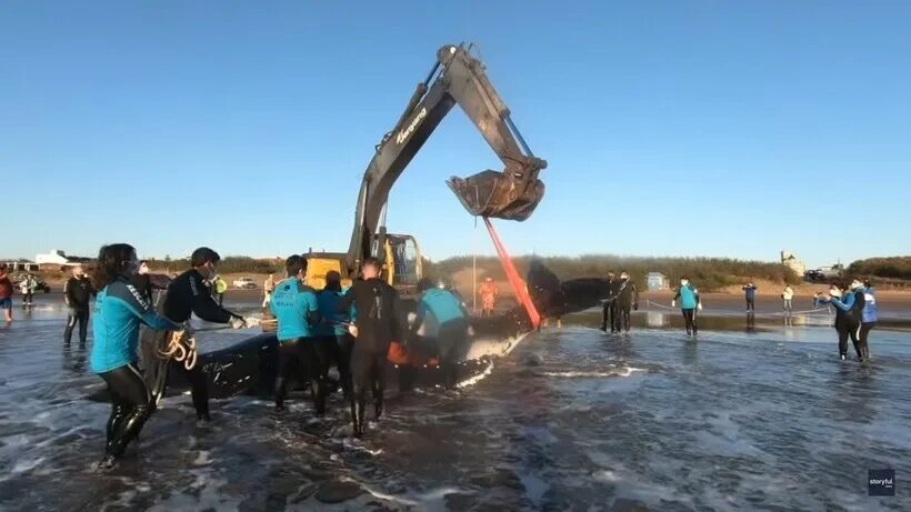Выбросило на берег. Удильщика выбросило на берег. моржа выкинуло на берег. фото райс шайн выбросило на берег.